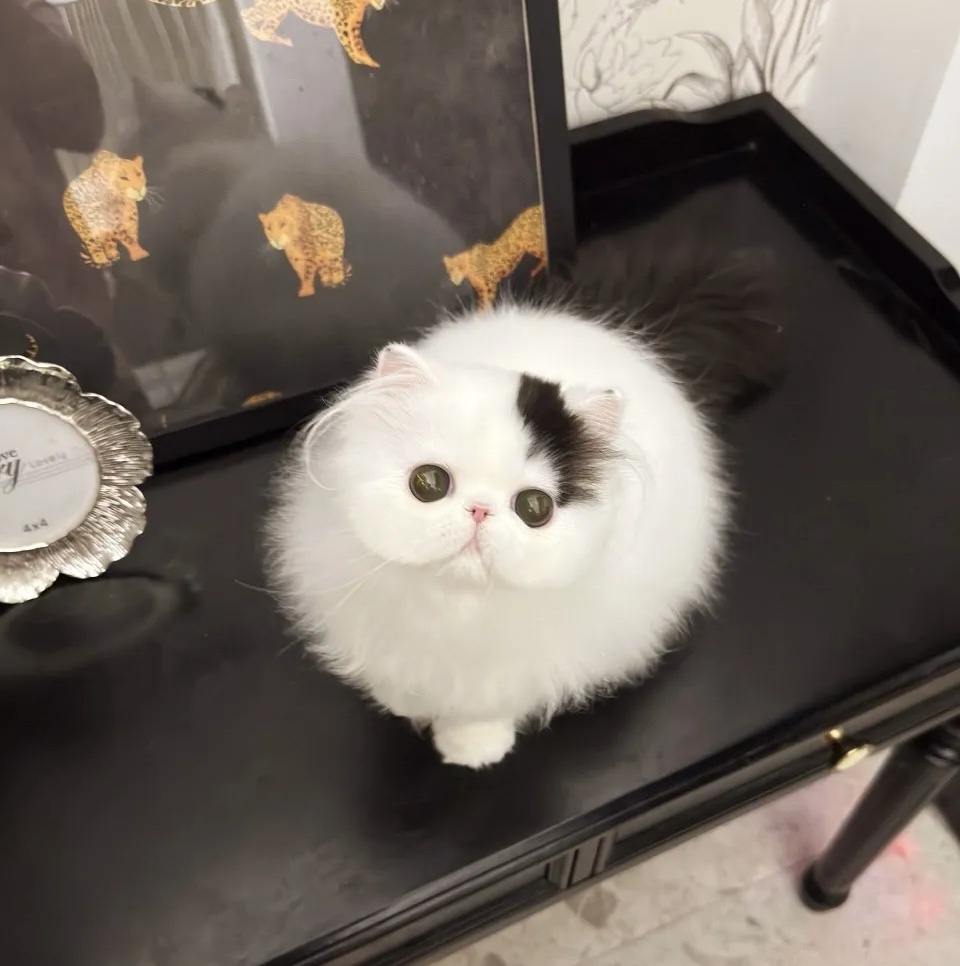 模特通告